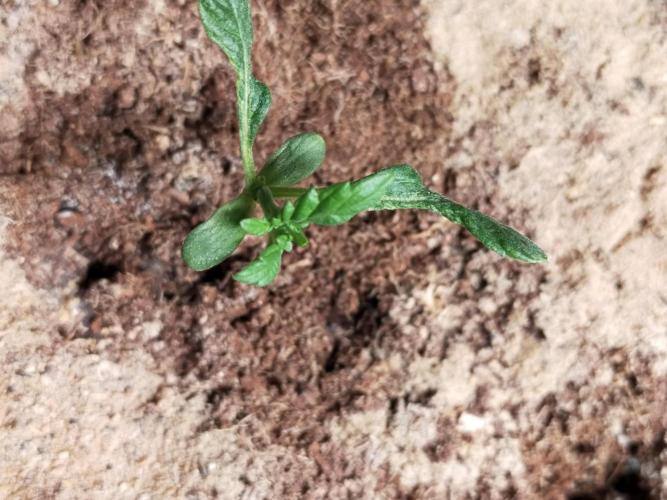 Coco jambo ❤️mutant/alien❤️. Week 3