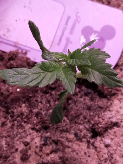Coco jambo ❤️mutant/alien❤️. Week 4