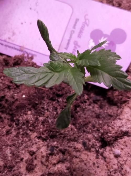 Coco jambo ❤️mutant/alien❤️. Week 4