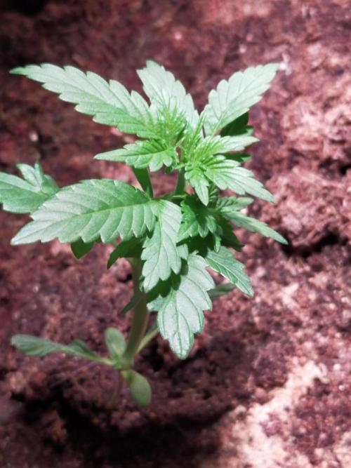 Coco jambo ❤️mutant/alien❤️. Week 5
