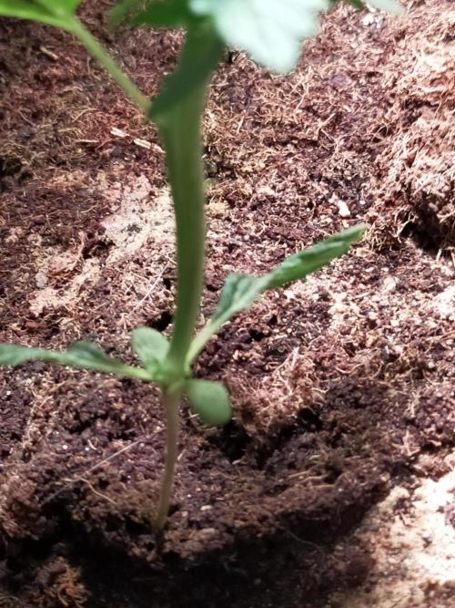 Coco jambo ❤️mutant/alien❤️. Week 5