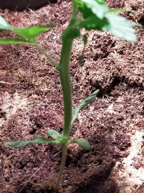 Coco jambo ❤️mutant/alien❤️. Week 5