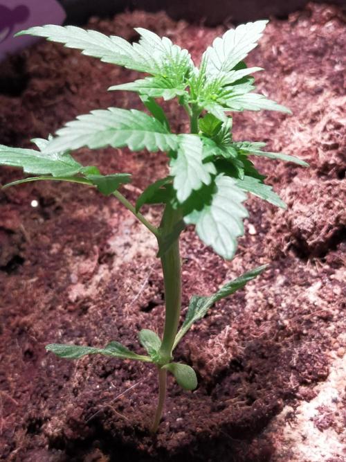 Coco jambo ❤️mutant/alien❤️. Week 5