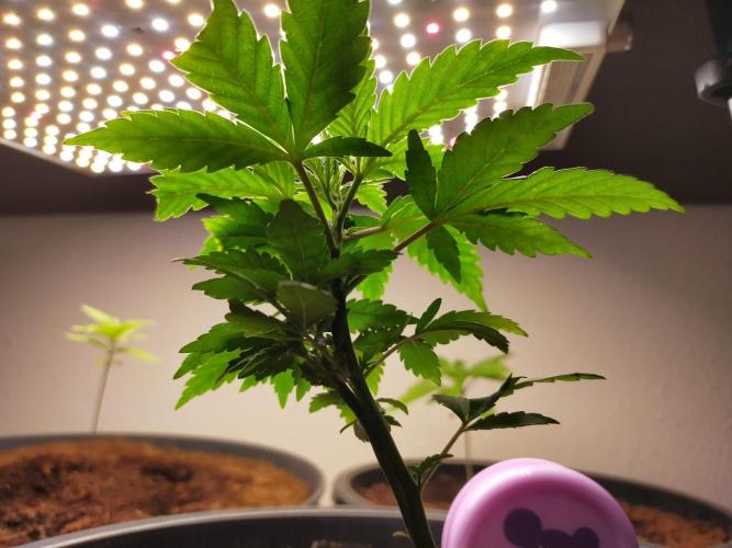 Coco jambo ❤️mutant/alien❤️. Week 6