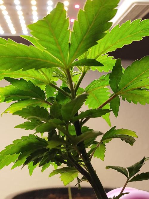 Coco jambo ❤️mutant/alien❤️. Week 6