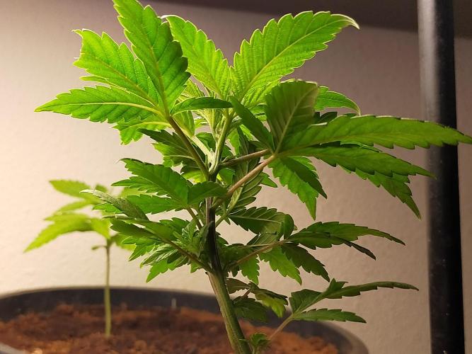 Coco jambo ❤️mutant/alien❤️. Week 6