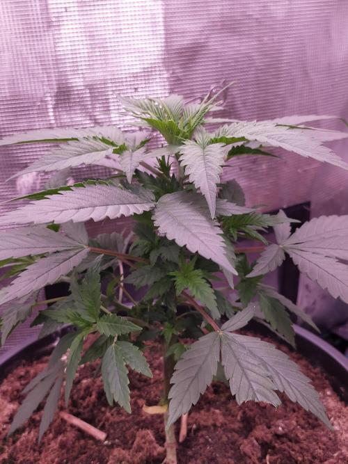Coco jambo ❤️mutant/alien❤️. Week 7