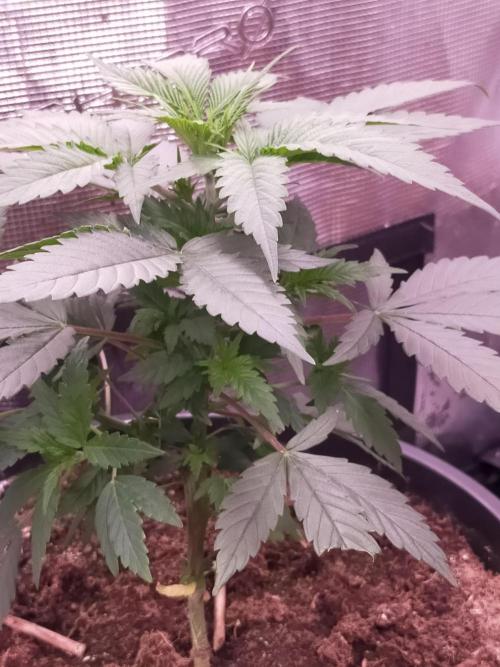 Coco jambo ❤️mutant/alien❤️. Week 7