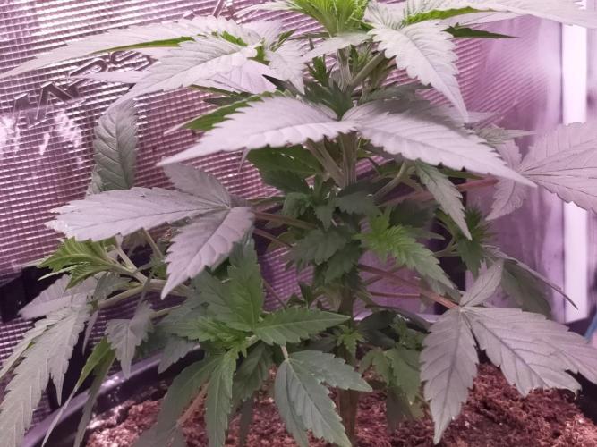 Coco jambo ❤️mutant/alien❤️. Week 7