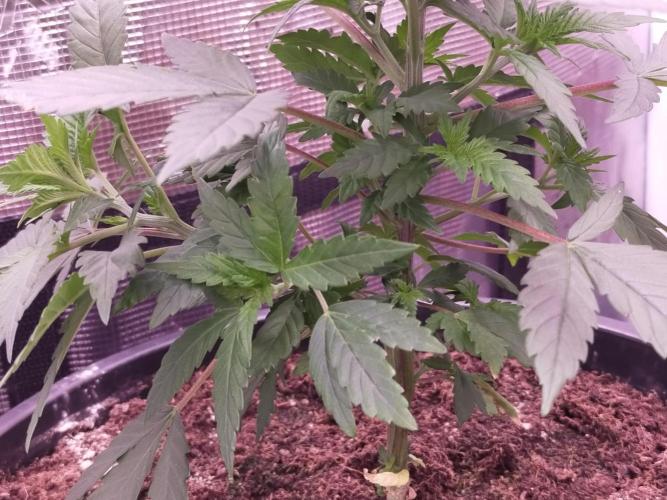 Coco jambo ❤️mutant/alien❤️. Week 7