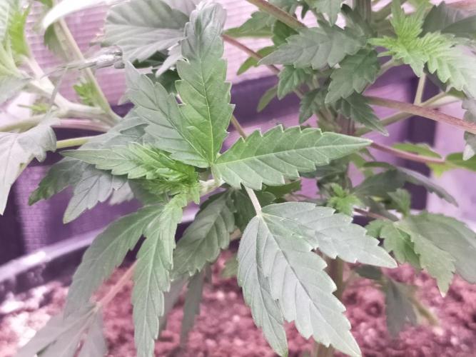 Coco jambo ❤️mutant/alien❤️. Week 7