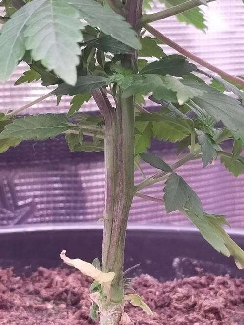 Coco jambo ❤️mutant/alien❤️. Week 7