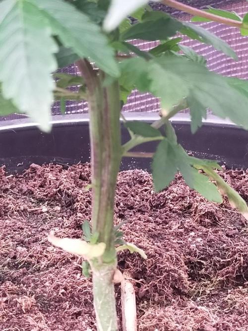 Coco jambo ❤️mutant/alien❤️. Week 7