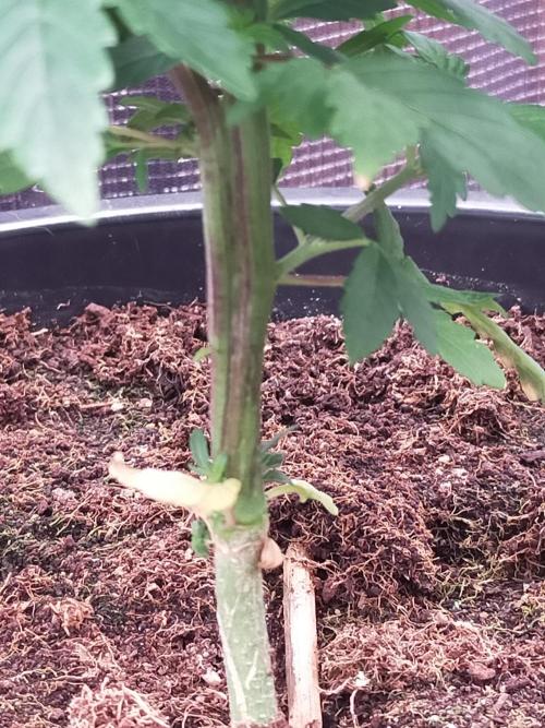 Coco jambo ❤️mutant/alien❤️. Week 7