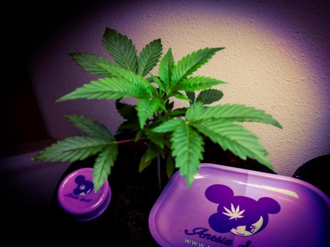 Rose Soda 34-36% thc. Week 3