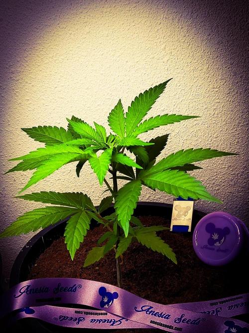 Red Line 37% thc. Week 4