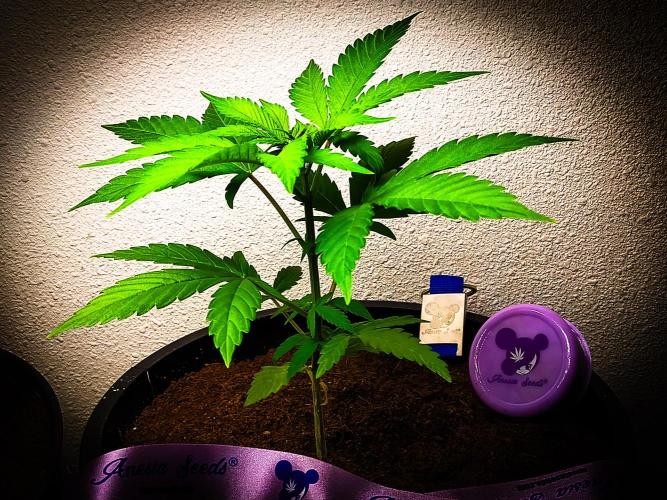 Red Line 37% thc. Week 4