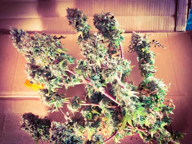 Gelato 41 flowering | Seedstockers. Week 10