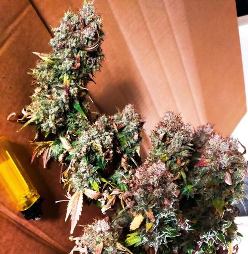 Gelato 41 flowering | Seedstockers. Week 10