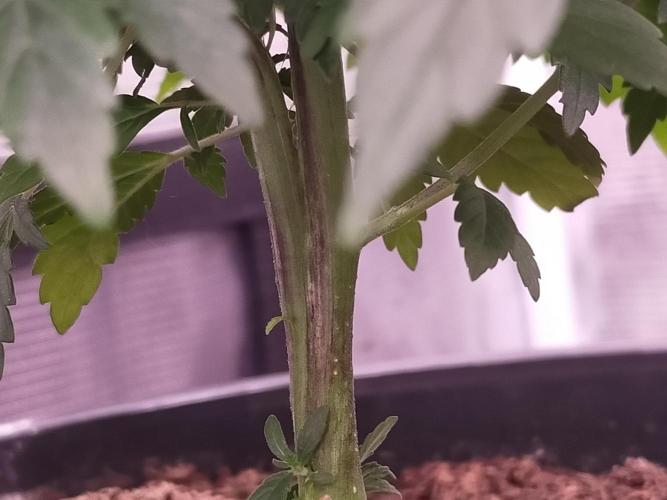 Coco jambo ❤️mutant/alien❤️. Week 8