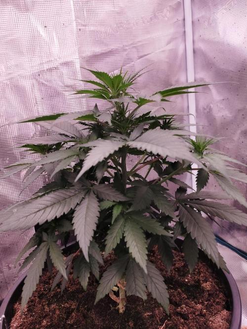 Coco jambo ❤️mutant/alien❤️. Week 8