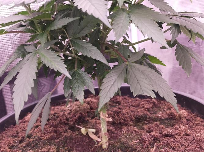 Coco jambo ❤️mutant/alien❤️. Week 8