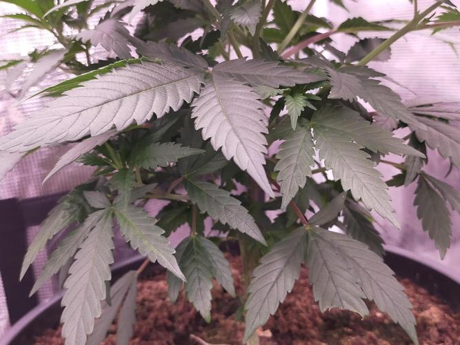 Coco jambo ❤️mutant/alien❤️. Week 8