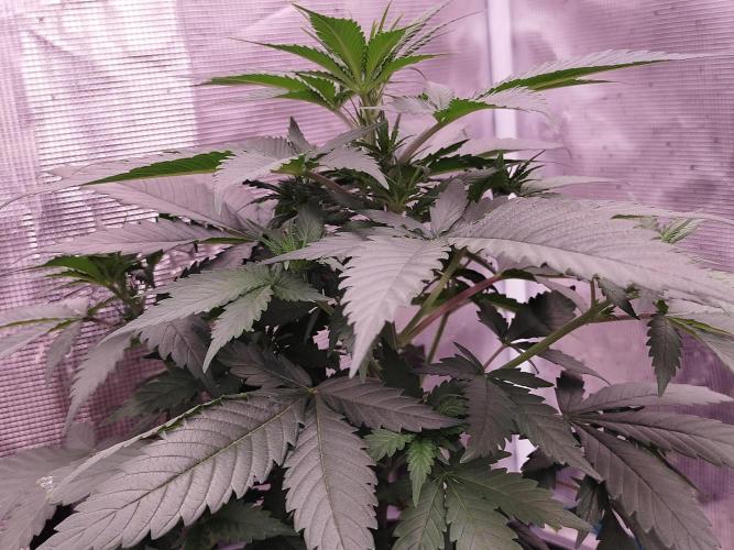 Coco jambo ❤️mutant/alien❤️. Week 8