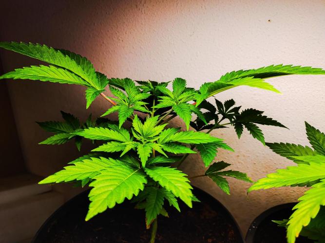 Rose Soda 34-36% thc. Week 4