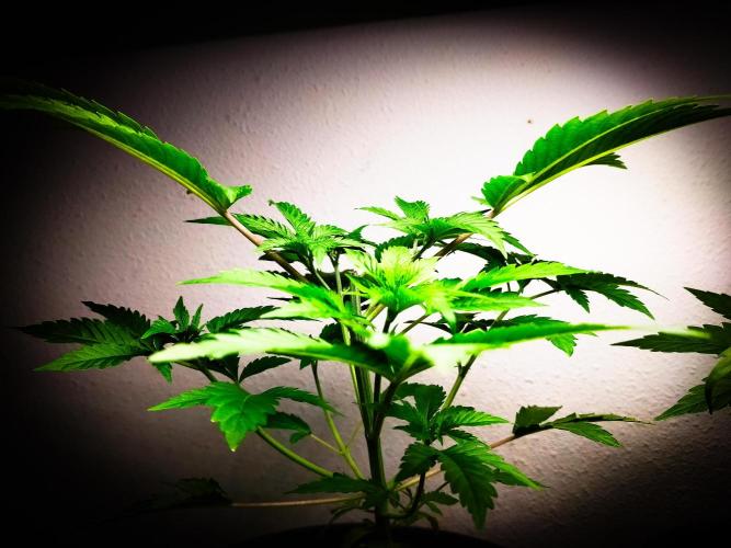 Rose Soda 34-36% thc. Week 4