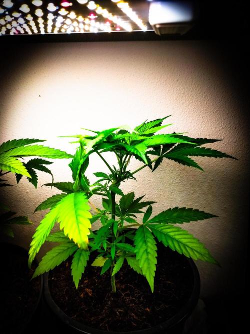 Red Line 37% thc. Week 5