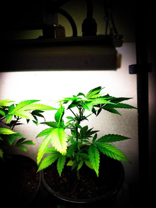 Red Line 37% thc. Week 5