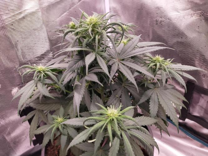 Coco jambo ❤️mutant/alien❤️. Week 9