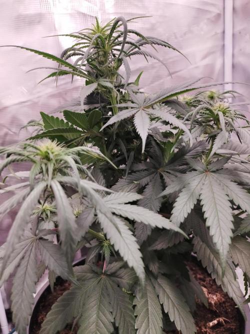 Coco jambo ❤️mutant/alien❤️. Week 9
