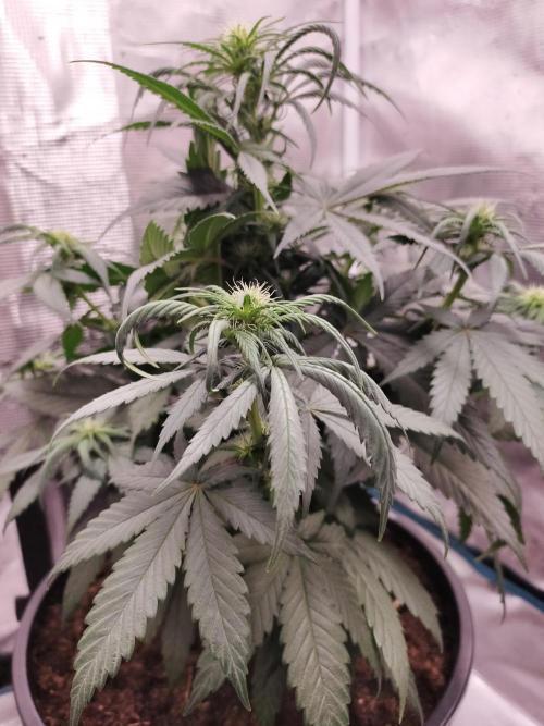 Coco jambo ❤️mutant/alien❤️. Week 9