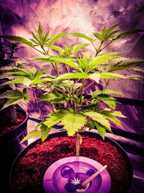 Rose Soda 34-36% thc. Week 5