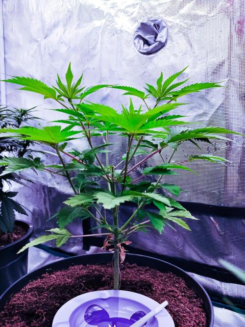 Rose Soda 34-36% thc. Week 5