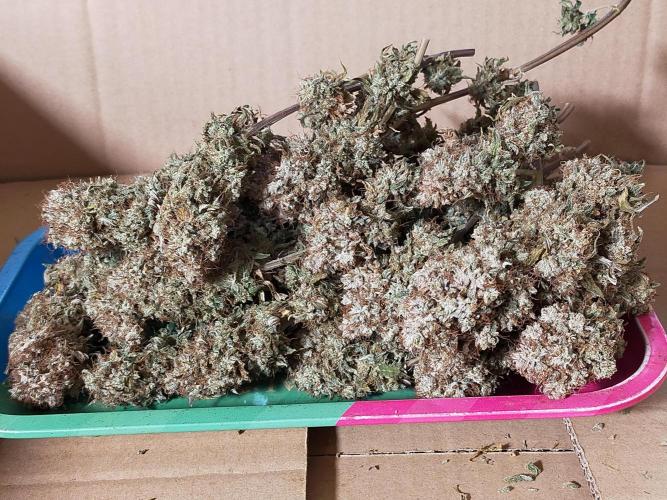 Gelato 41 flowering | Seedstockers. Week 10