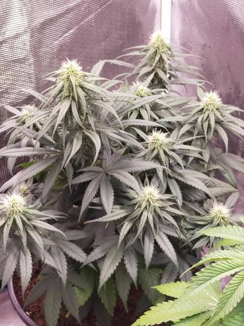 Coco jambo ❤️mutant/alien❤️. Week 10