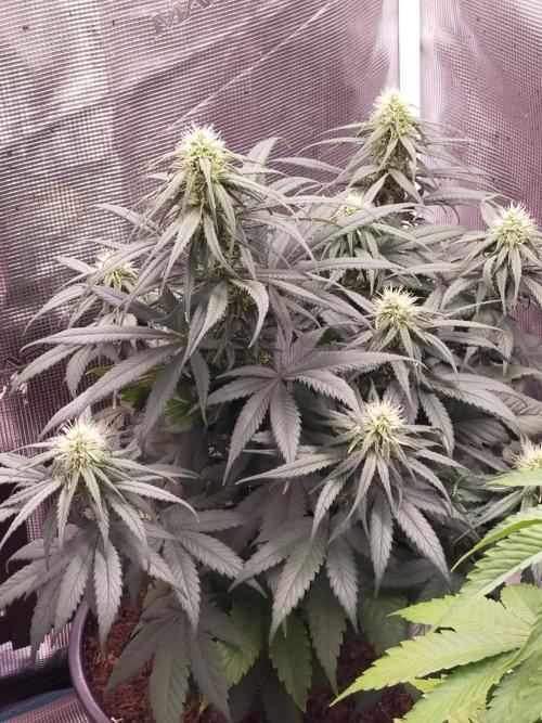 Coco jambo ❤️mutant/alien❤️. Week 10