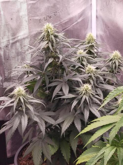 Coco Jambo. Week 10