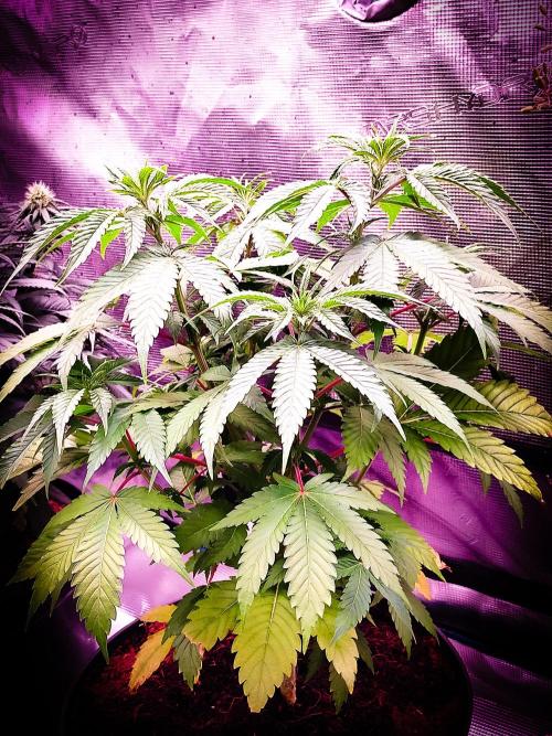 Rose Soda 34-36% thc. Week 6