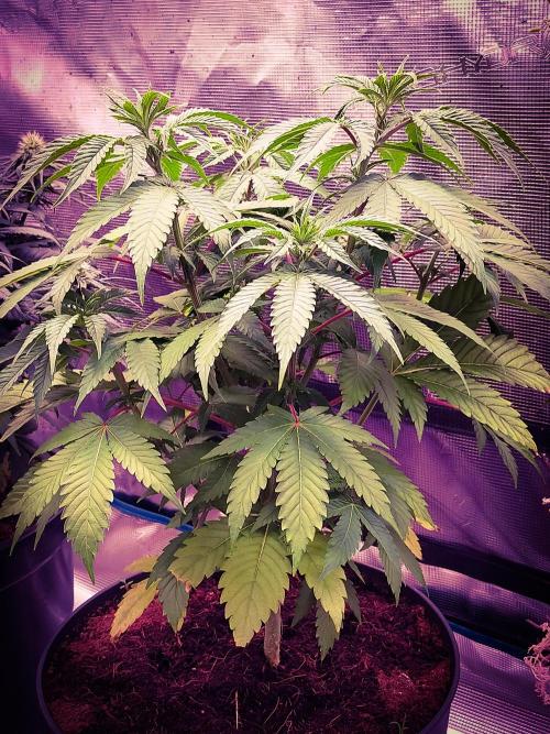 Rose Soda 34-36% thc. Week 6
