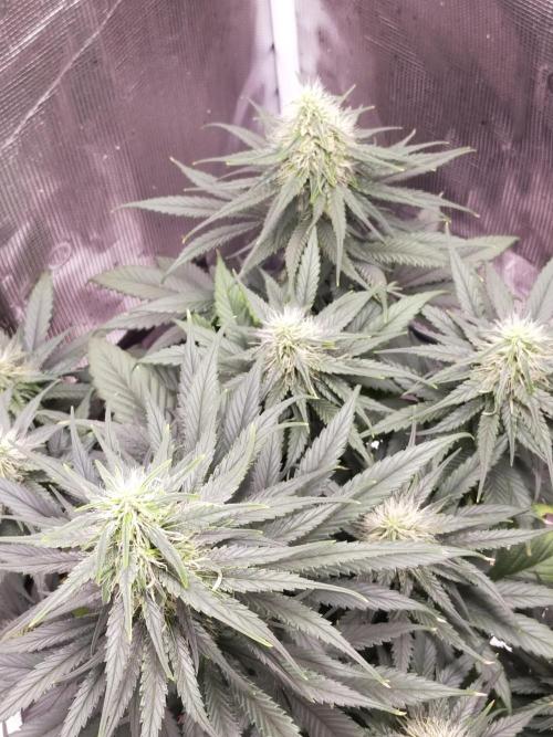Coco jambo ❤️mutant/alien❤️. Week 11