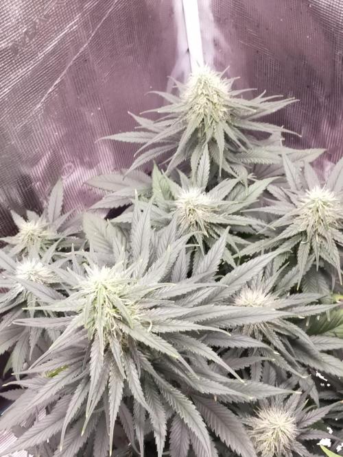 Coco jambo ❤️mutant/alien❤️. Week 11