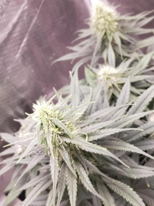 Coco jambo ❤️mutant/alien❤️. Week 11