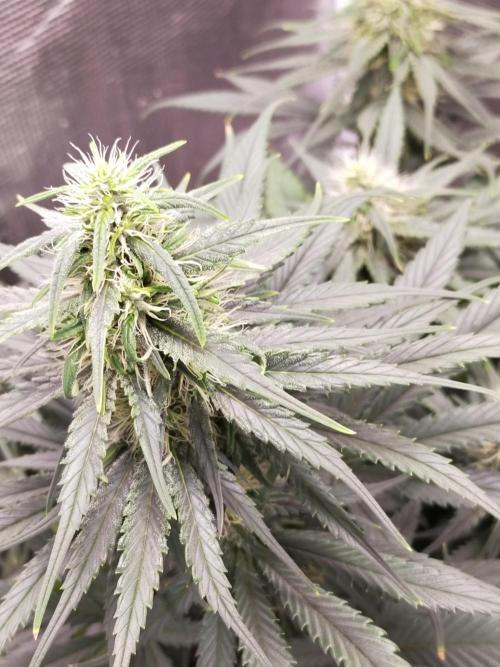 Coco jambo ❤️mutant/alien❤️. Week 11