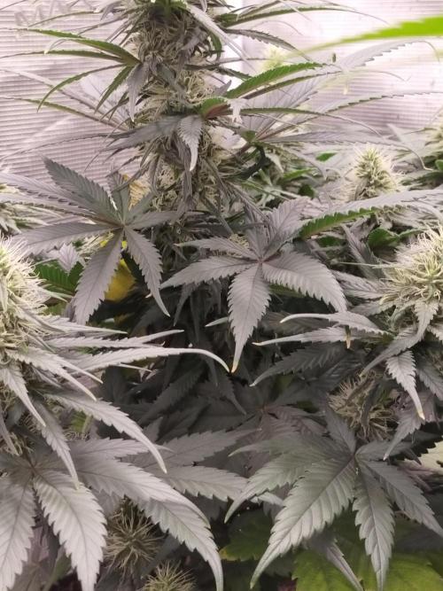 Coco jambo ❤️mutant/alien❤️. Week 11