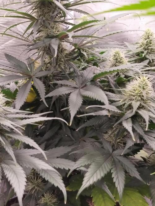 Coco jambo ❤️mutant/alien❤️. Week 11