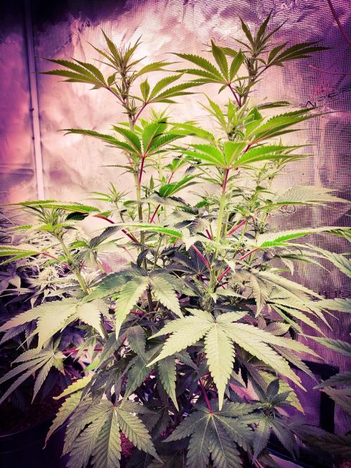 Rose Soda 34-36% thc. Week 7